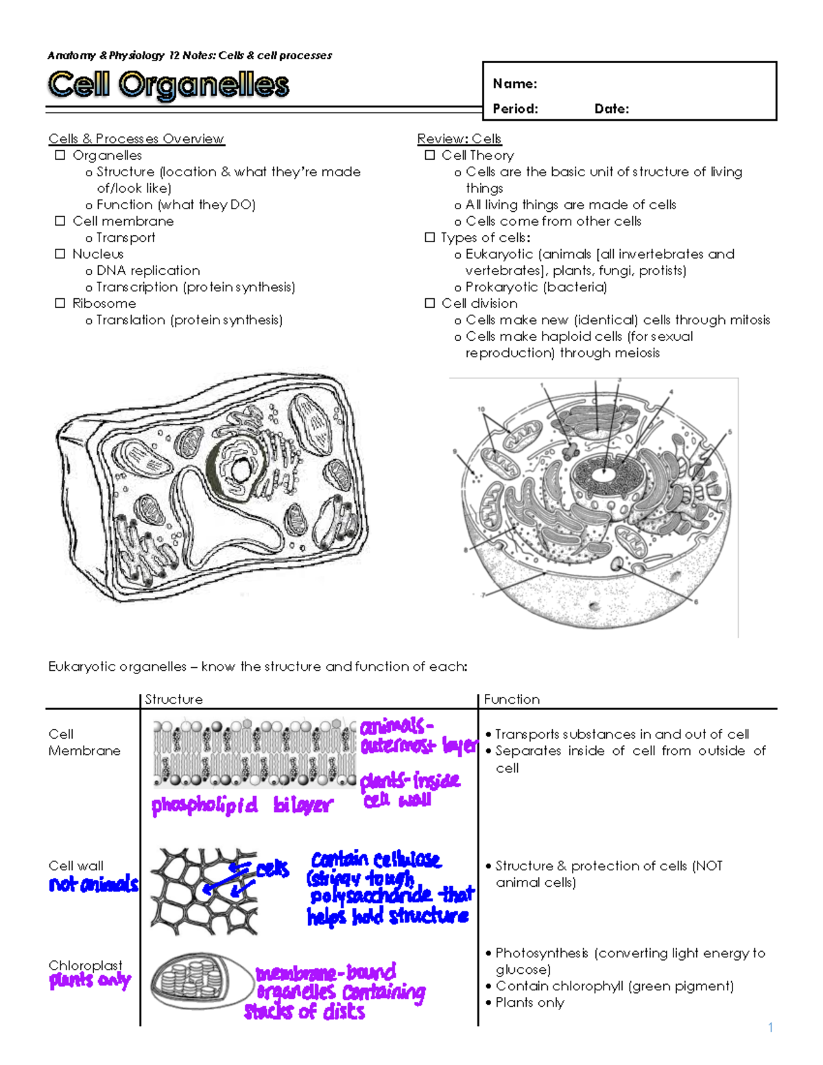 0.Cells & processes notes (all) - filled in - Cells & Processes ...