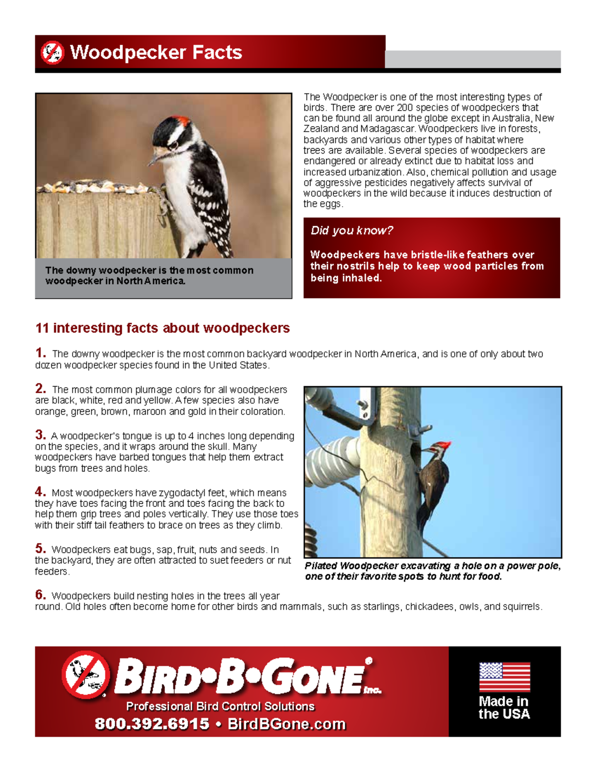 Woodpecker Tips Made in the USA Professional Bird Control Solutions