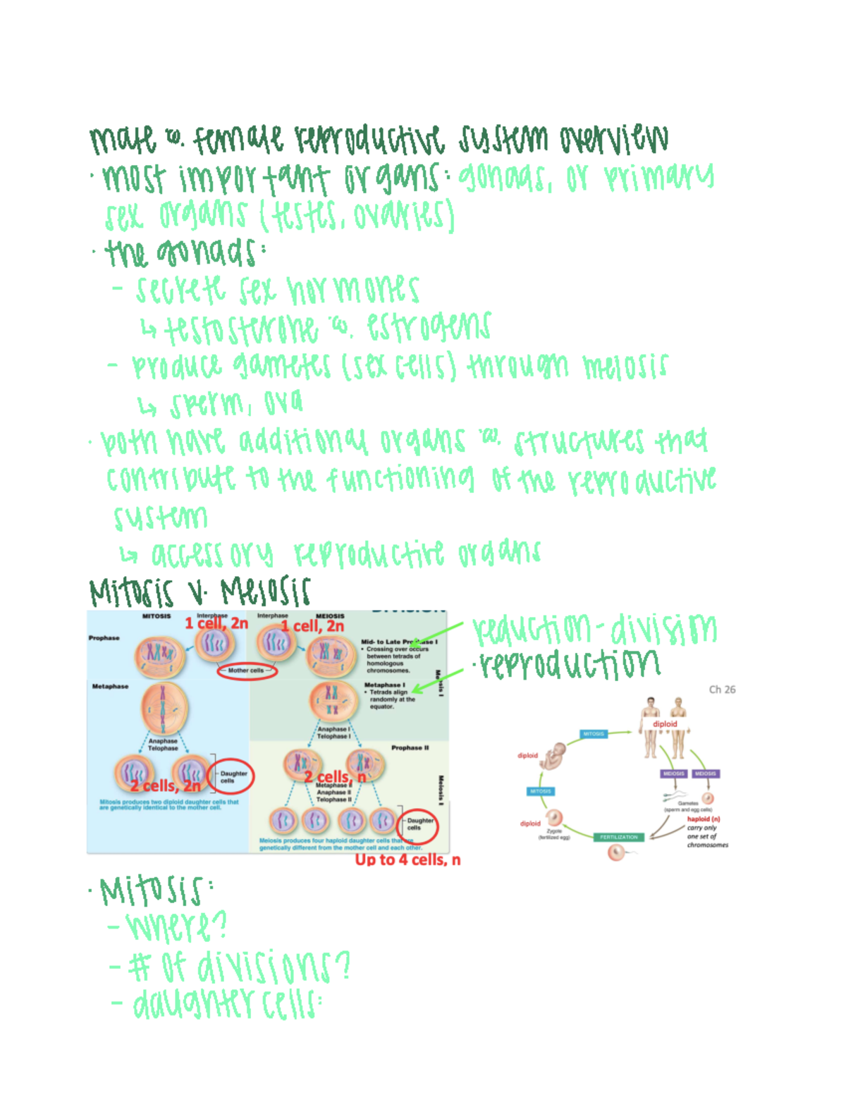 Chapter 26 Notes Chapter 26 Reproductive System Mate A Female Reproductive System Overview