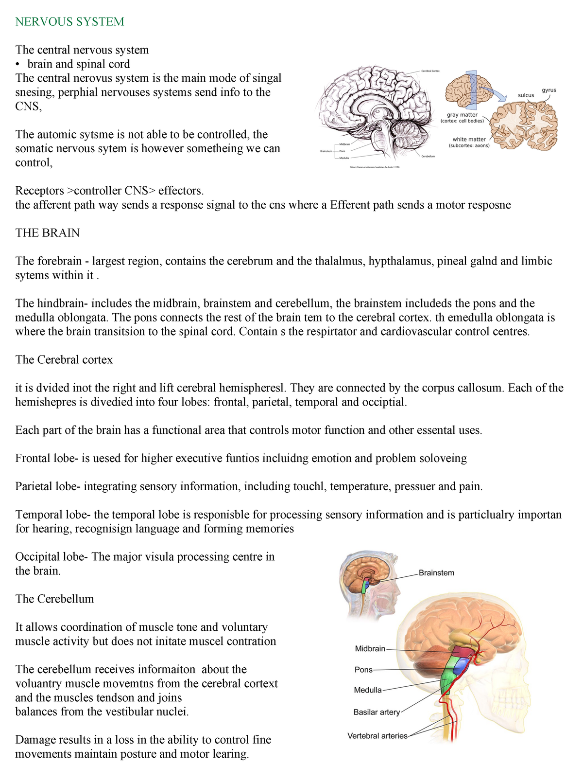 Structure AND Function - NERVOUS SYSTEM The central nervous system ...