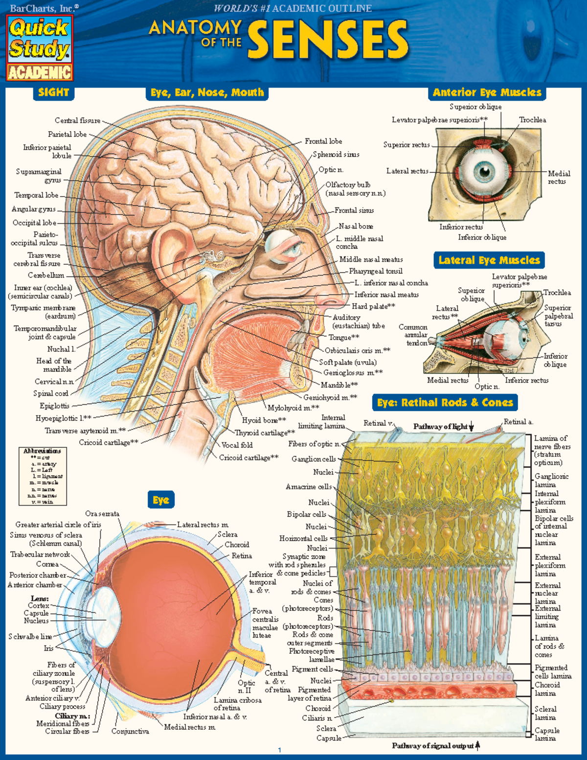 Anatomy of the Senses - notes - Eye, Ear, Nose, Mouth Lateral Eye ...