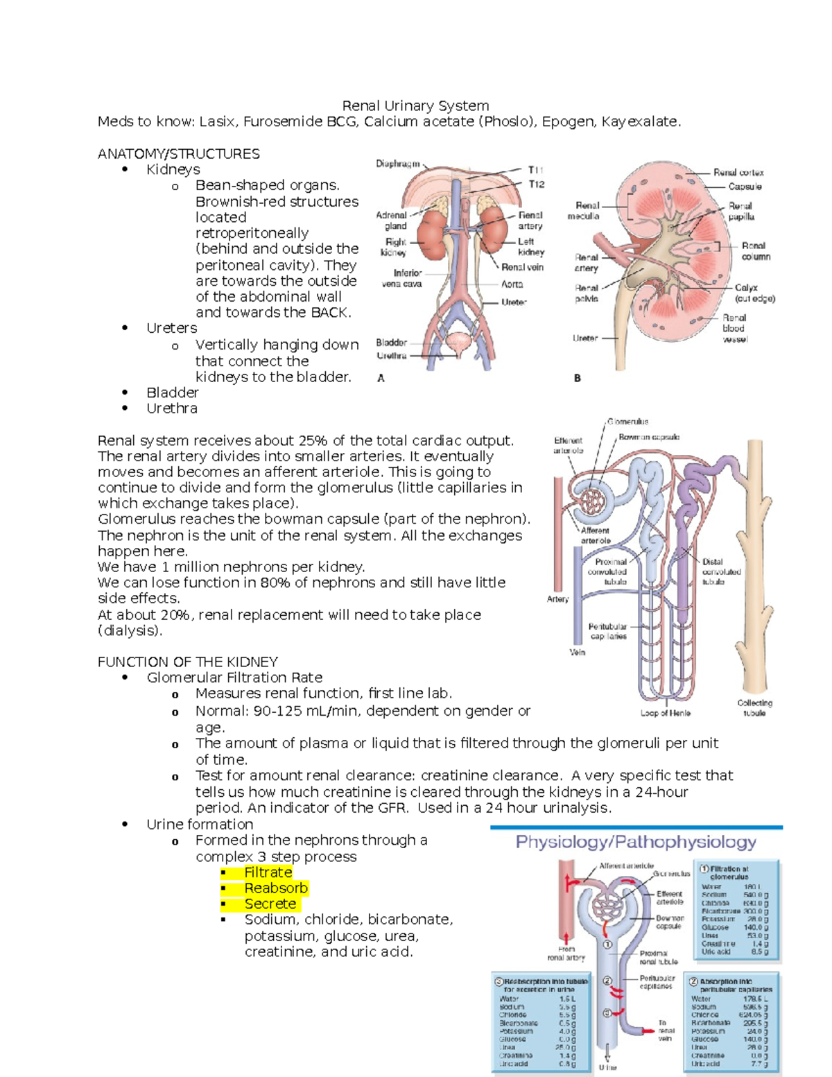 Renal Urinary System - Lecure notes from class - Renal Urinary System ...