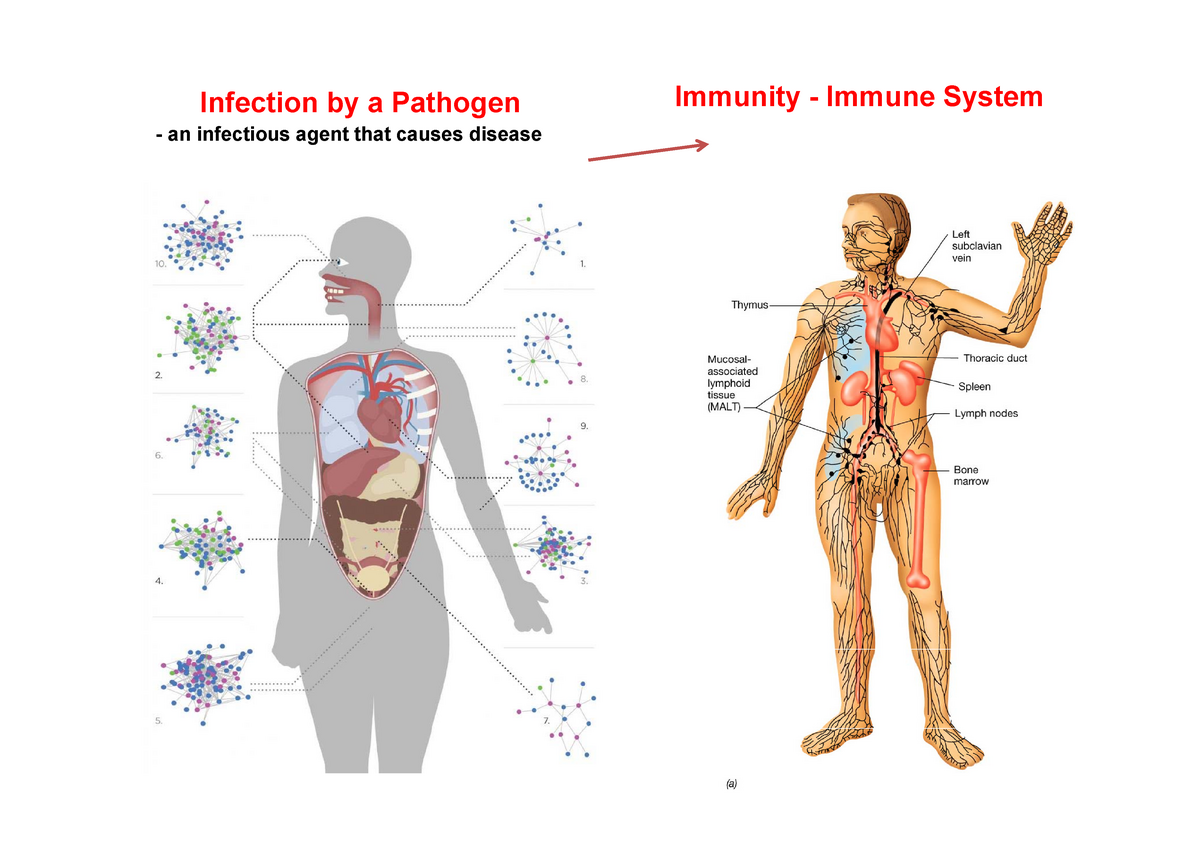 Mb2005 Morgan Pathogens Lecture Bb 18-19 - Infection A Pathogen An 