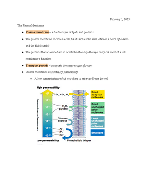 Lipid Structure and Function - January 31, 2023 Lipid Structure and ...