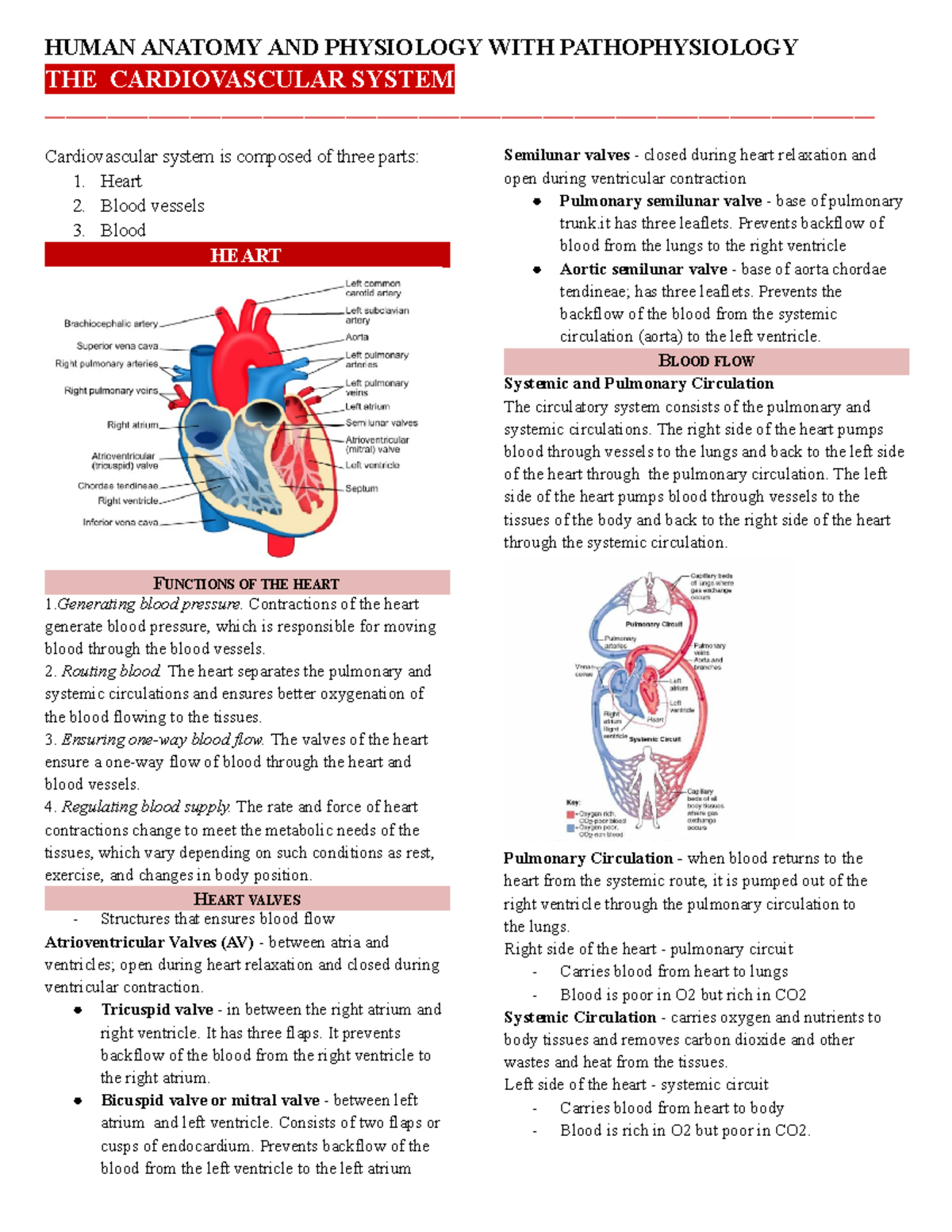 Cardiovascular system - THE CARDIOVASCULAR SYSTEM - Studocu