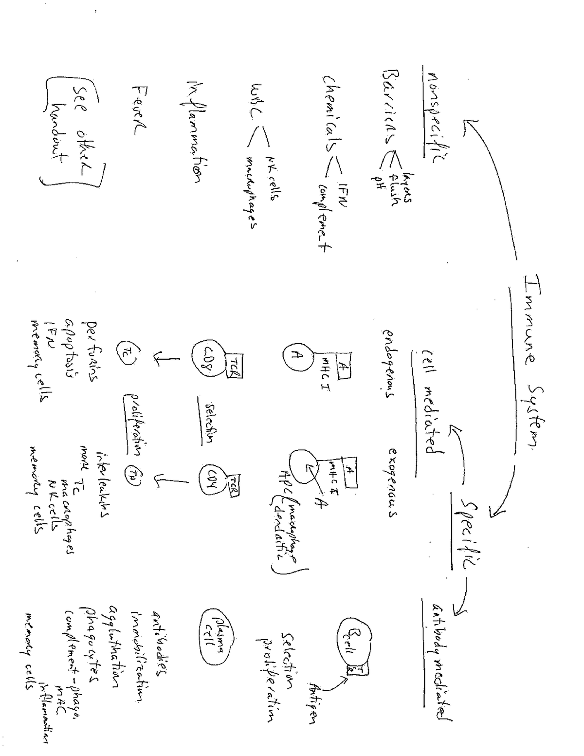 Immunity Summary Chart - BIO 173 - Studocu