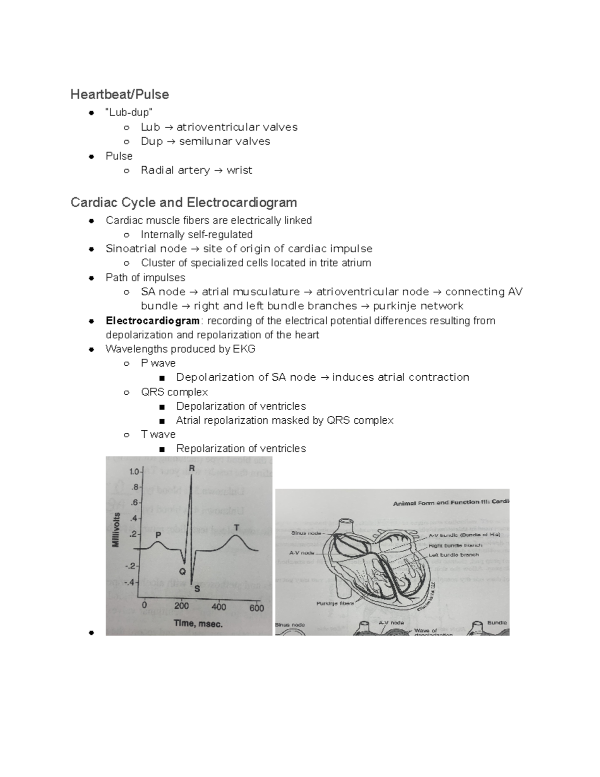 Bio lab 11 17 study guide 2 Heartbeat/Pulse “Lubdup” Lub →