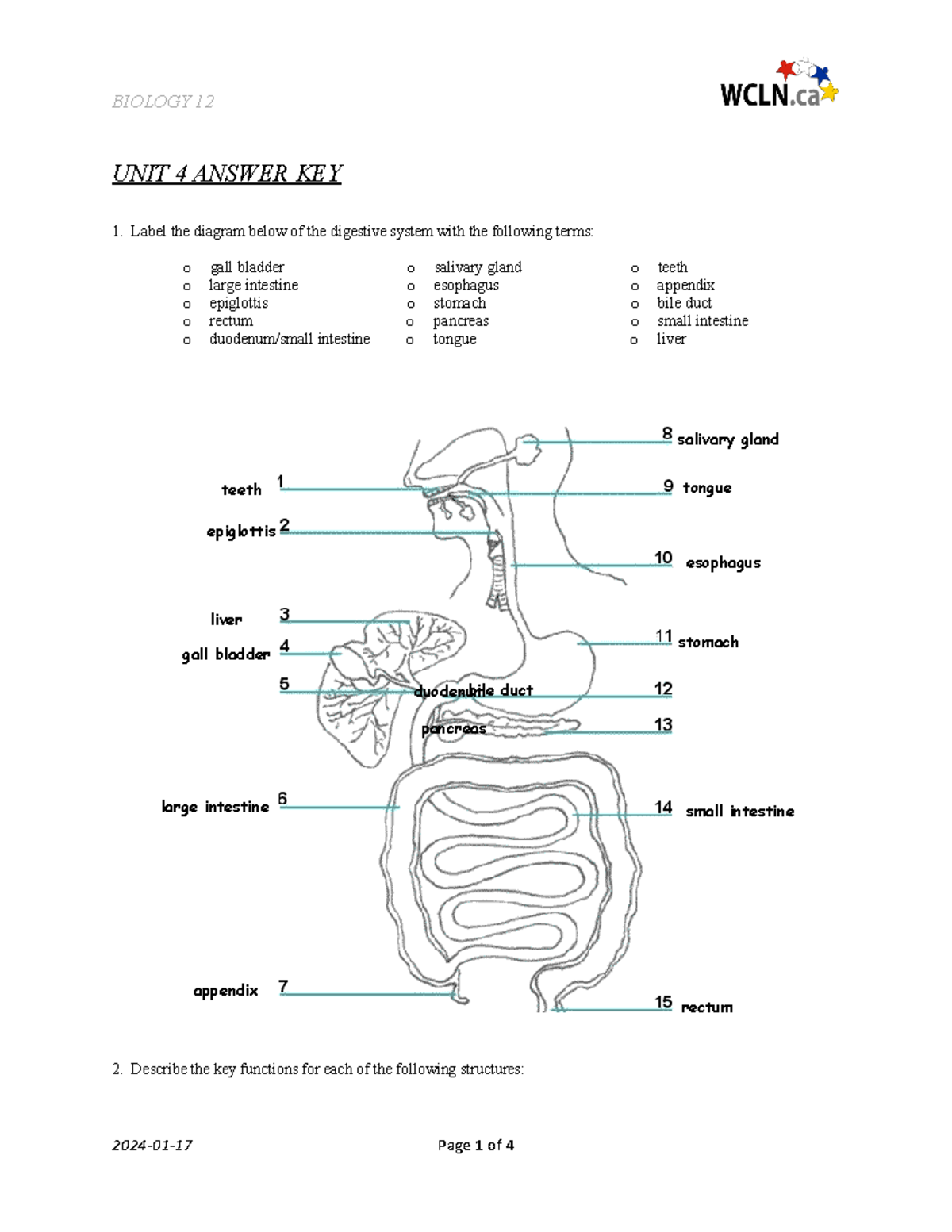 BI12 LG U04-KEY - answer key - rectum large intestine small intestine ...