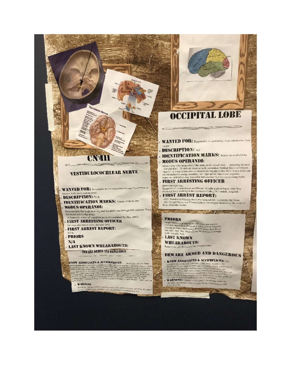 Wanted Bones its a lab report (ICCIPI'I‘AL HIRE » ‘TI‘V'I‘EI, FOR