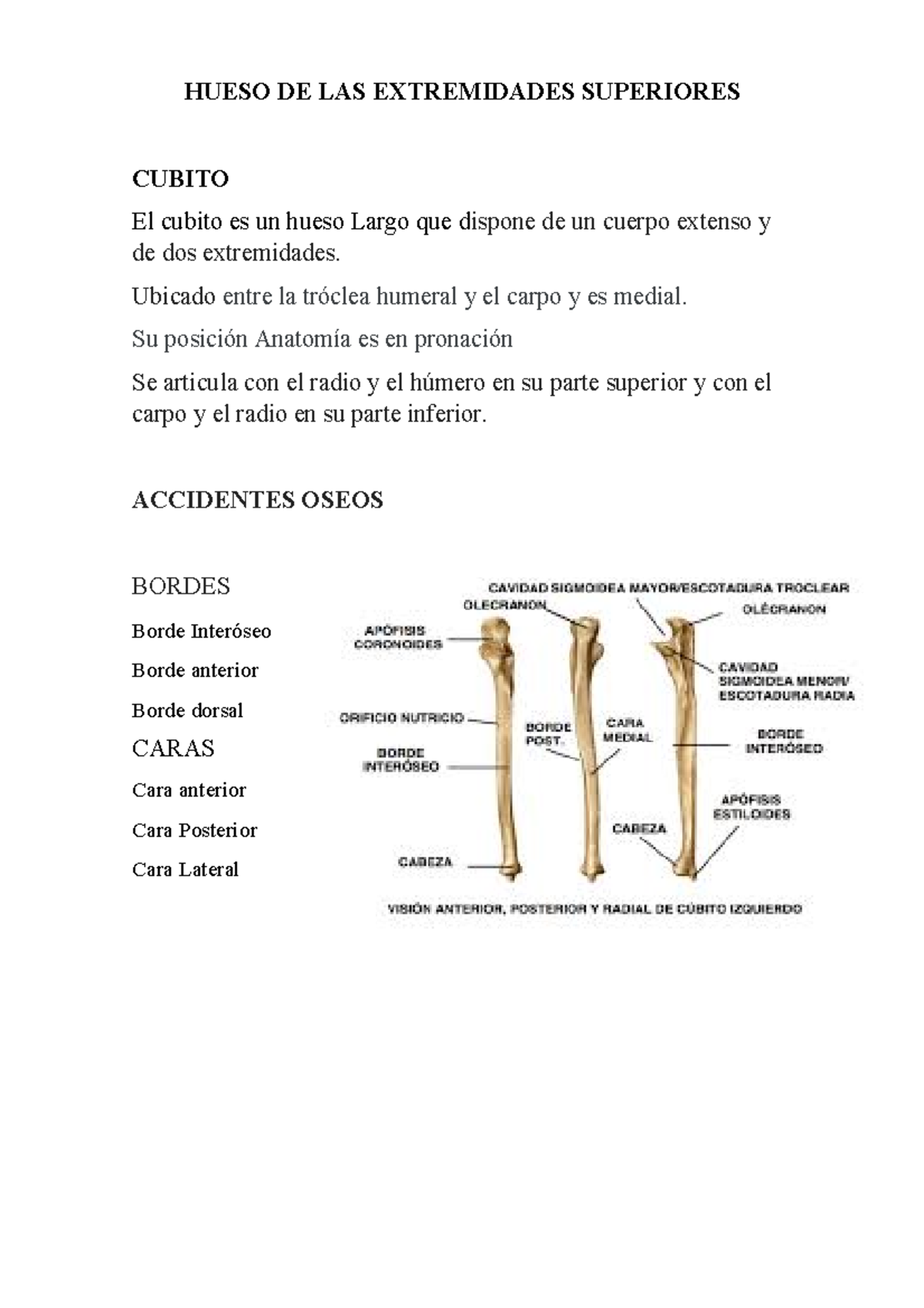 Cubito - Anatomia - HUESO DE LAS EXTREMIDADES SUPERIORES CUBITO El ...