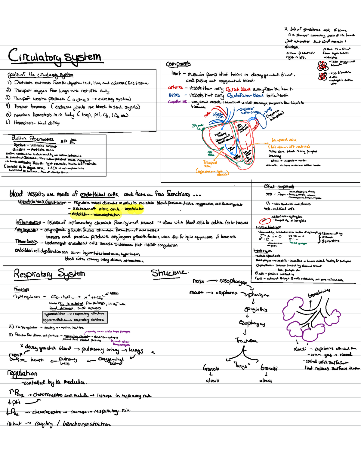 Important Biological Systems - Xlotsof Questions Ask If There Isa Shunt 