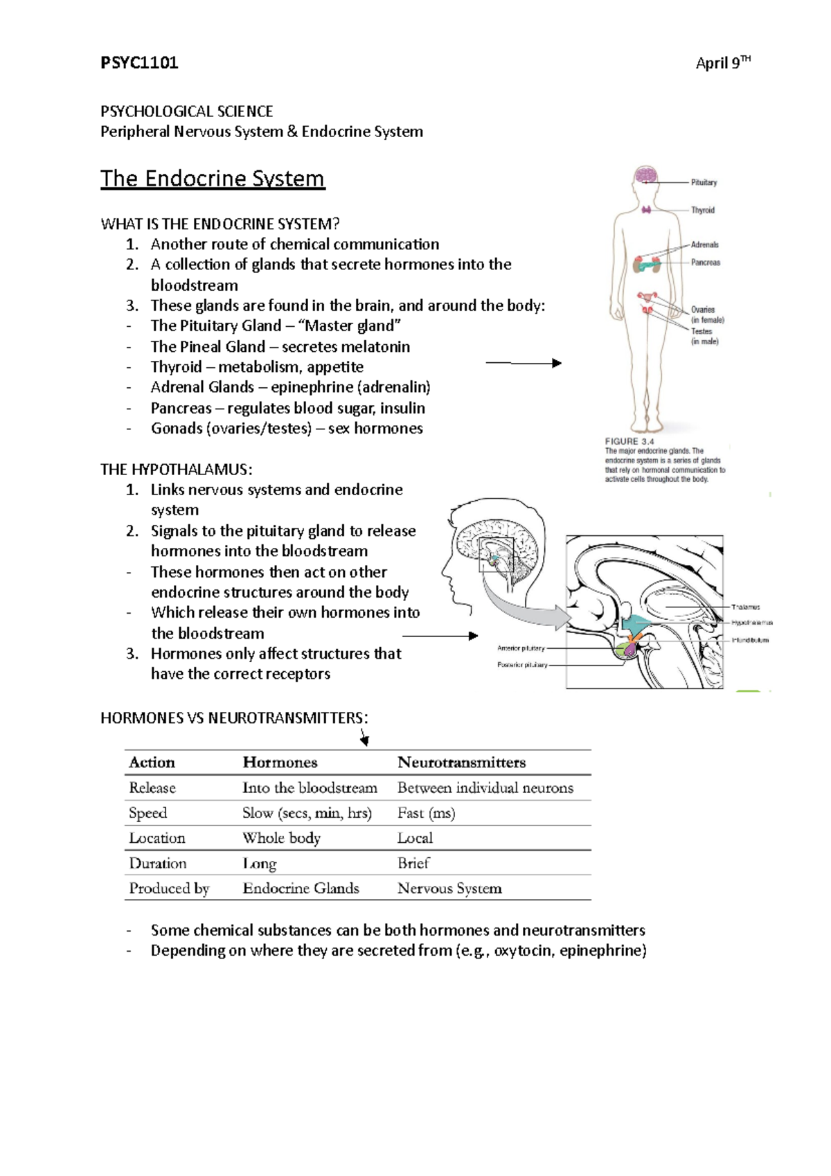 Peripheral Nervous & Endocrine System 11 - PSYC1101 PSYCHOLOGICAL ...