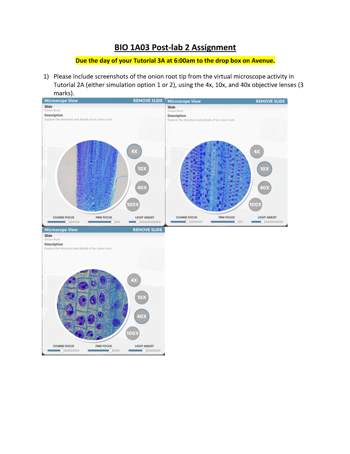 Post Lab 2 Assignment W2022 Bio 1a03 Post Lab 2 Assignment Due The Day Of Your Tutorial 3a At 6892