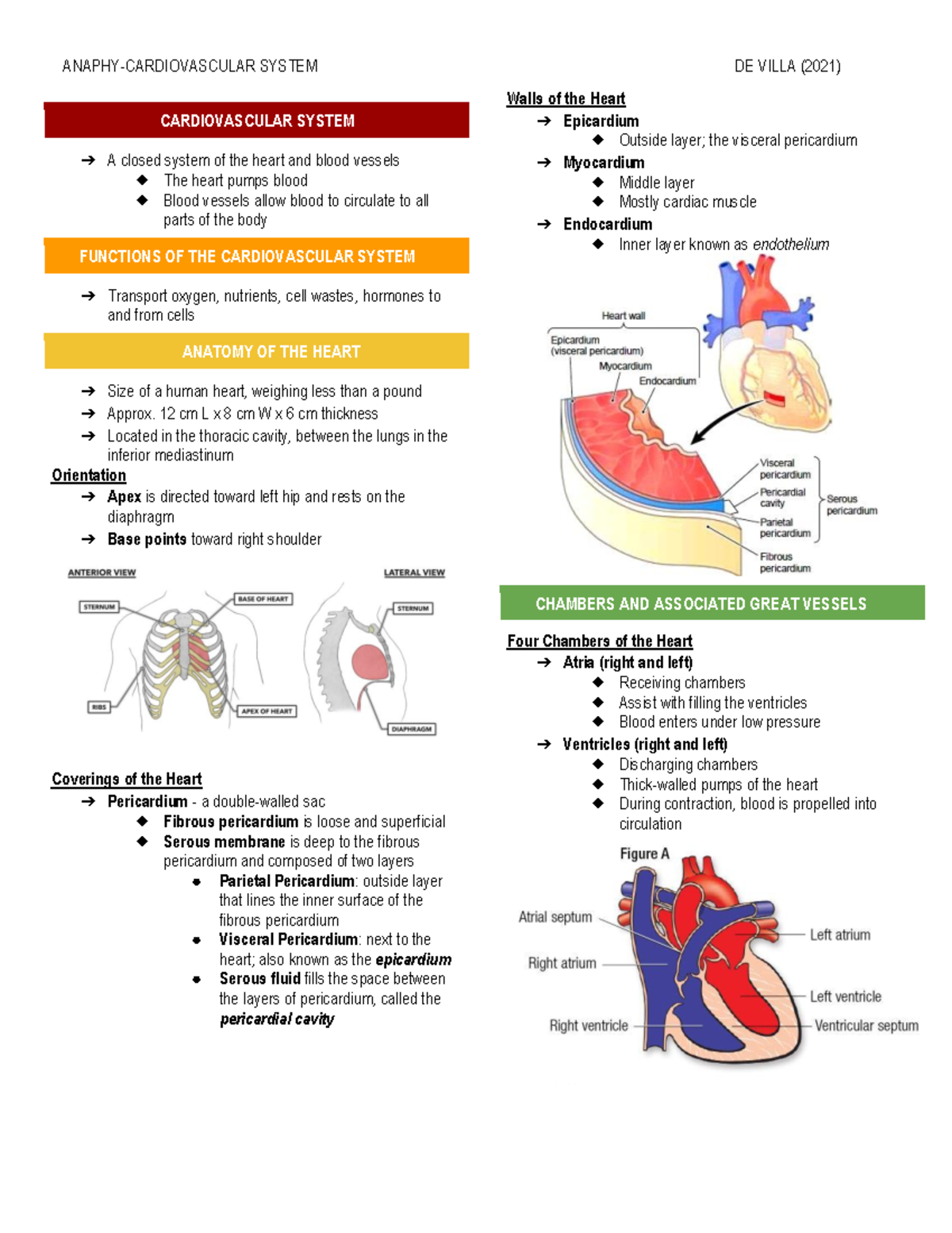 Cardiovascular System - CARDIOVASCULAR SYSTEM A closed system of the ...