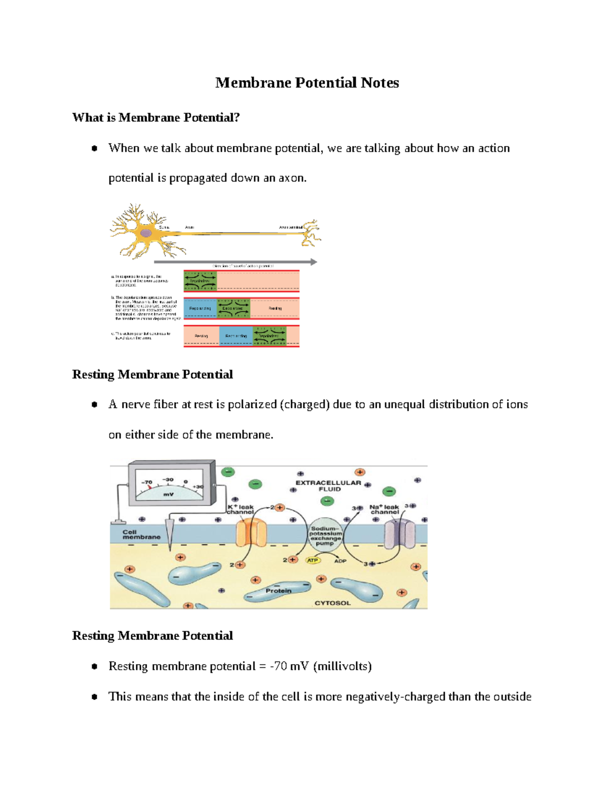 Membrane Potential - Resting Membrane Potential A nerve fiber at rest ...