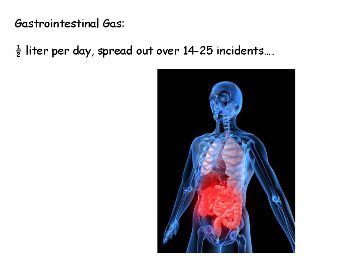 Digestive System BIOM 3200 Gastrointestinal Gas ½ liter per day