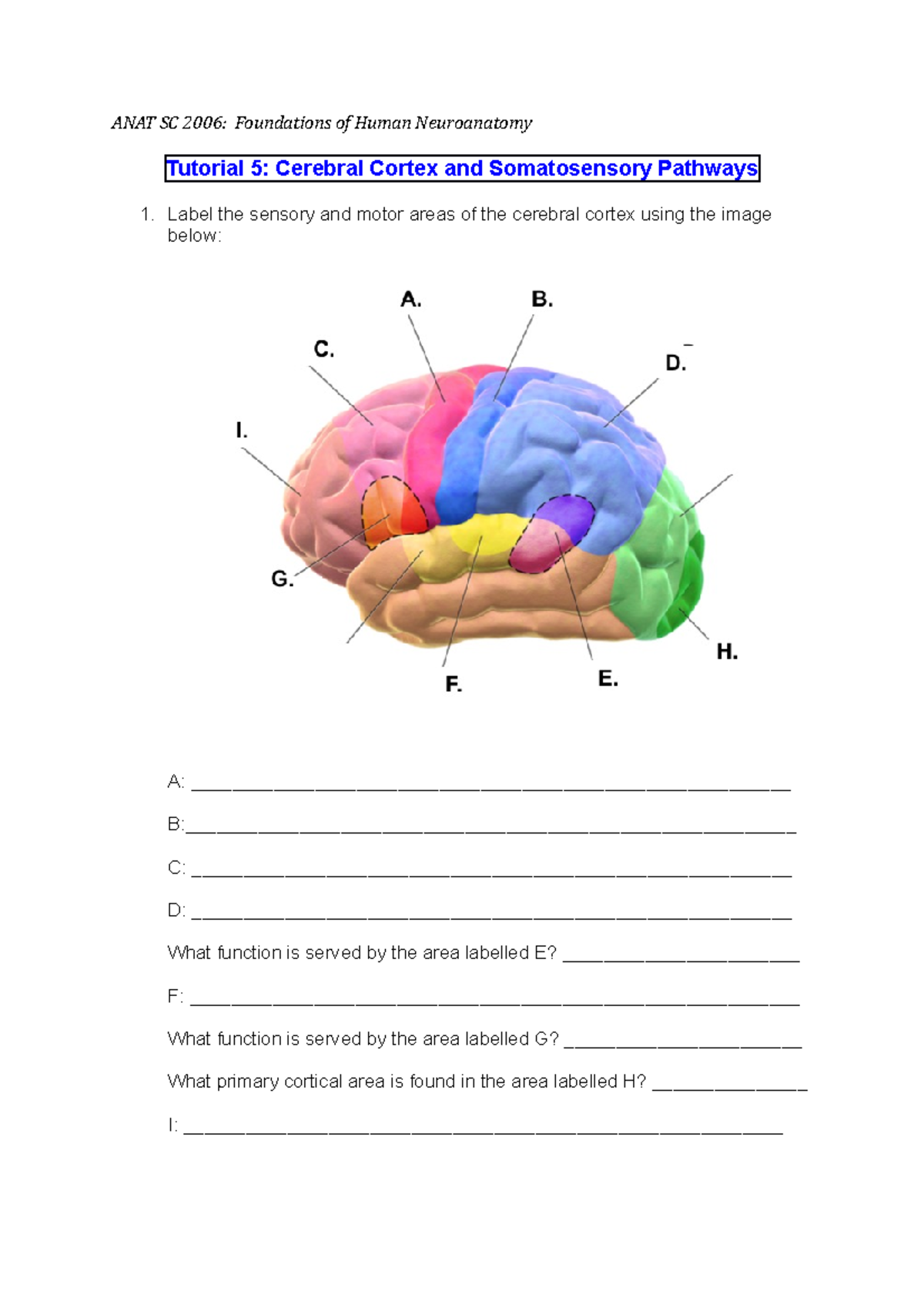 ANAT SC 2006- Cerebral Cortex and Somatosensory Pathways - ANAT SC 2006 ...