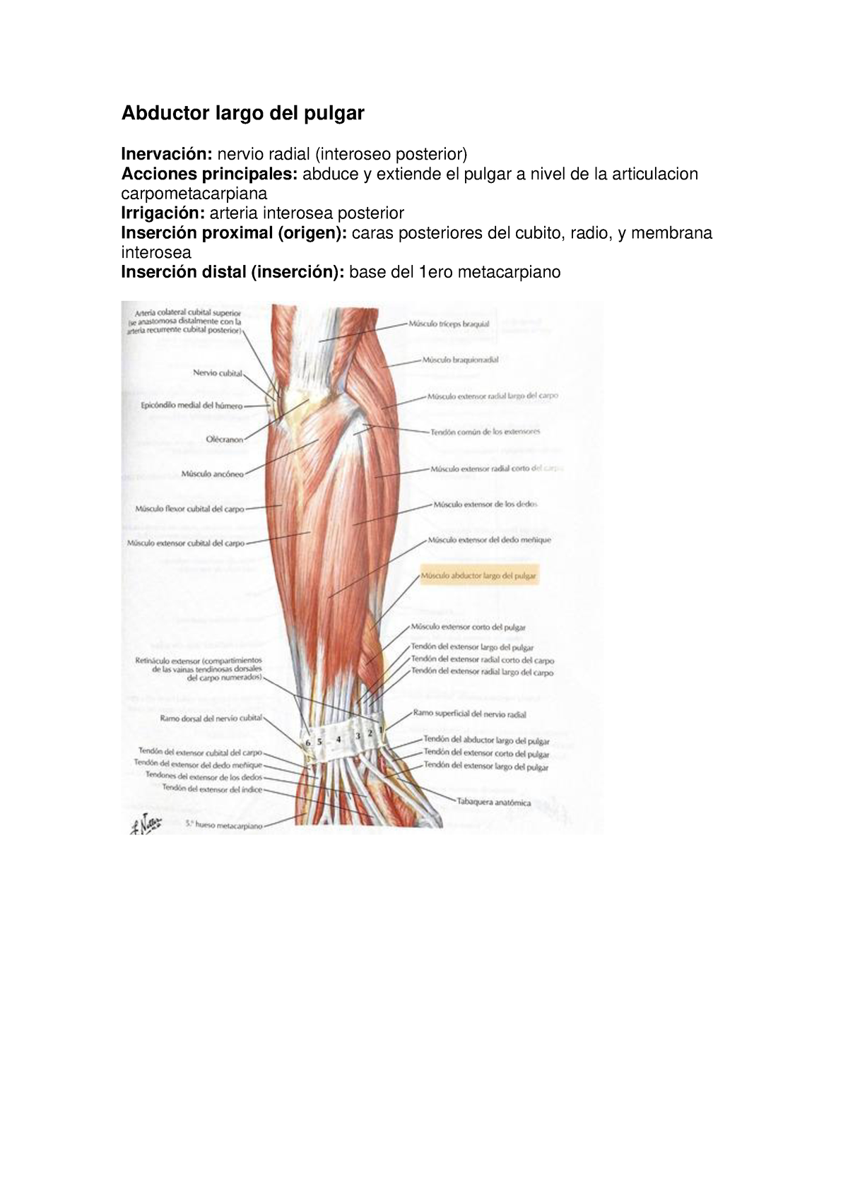 inervación del nervio interóseo posterior