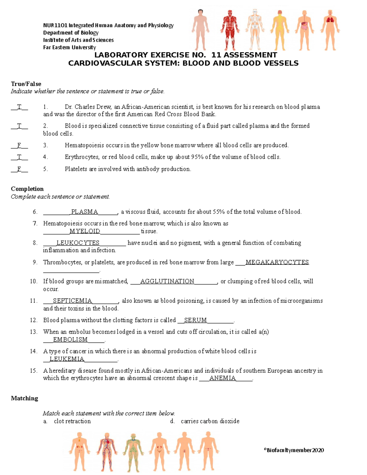 CDV System - Blood and Blood Vessels - NUR11O1 Integrated Human Anatomy ...