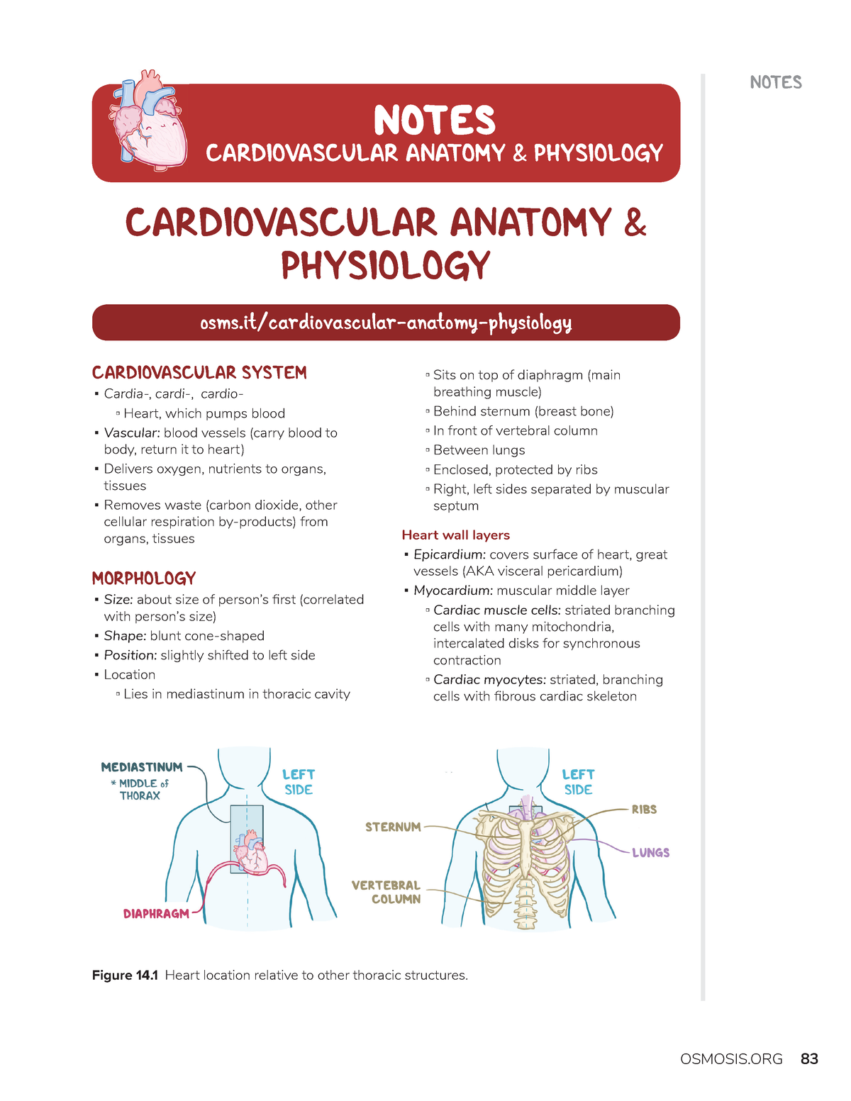 473569958 Cardiovascular Anatomy Pdf - NOTES CARDIOVASCULAR ANATOMY ...