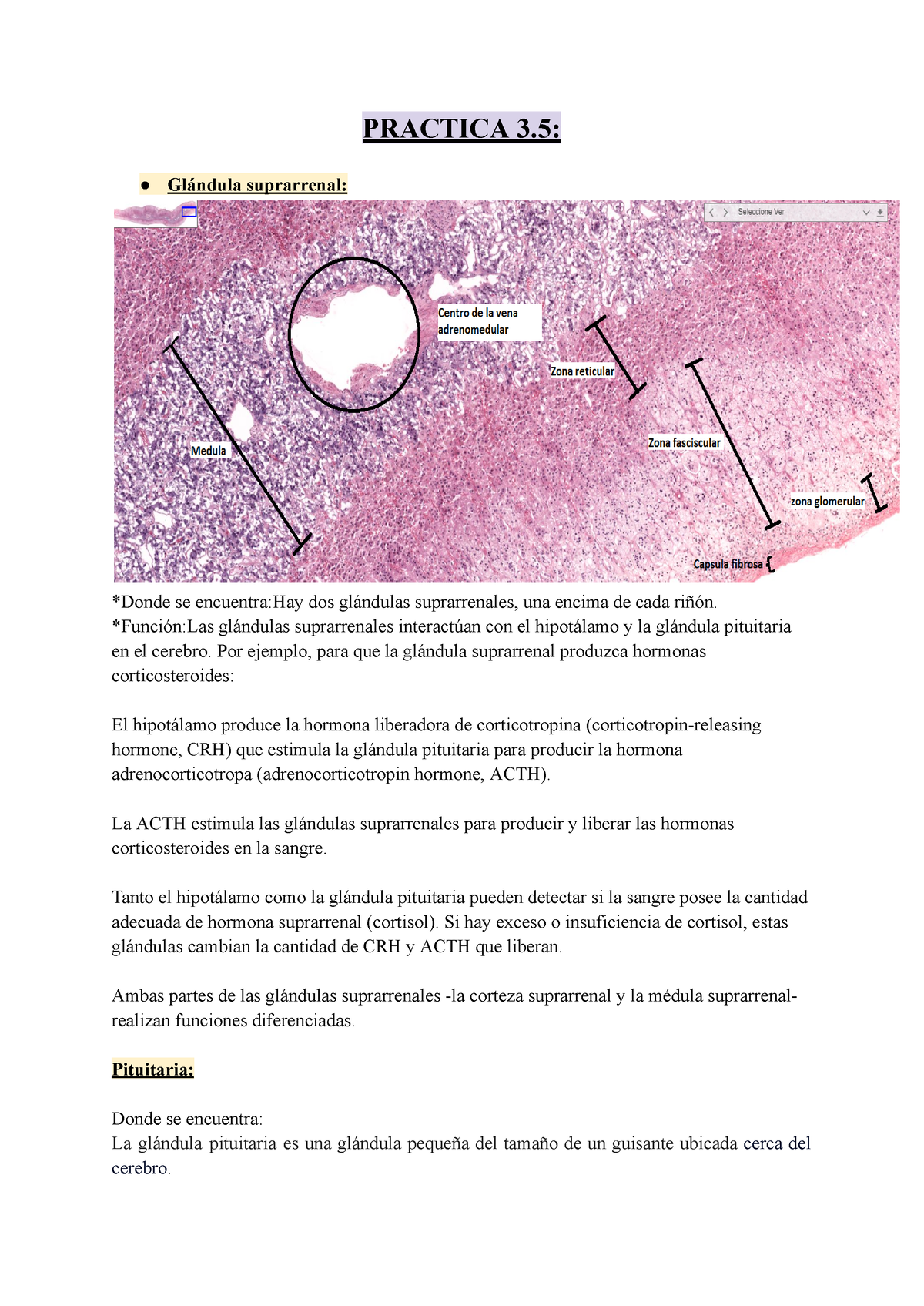 Practica+3 - Practica Biocel - PRACTICA 3: Glándula Suprarrenal: *Donde ...