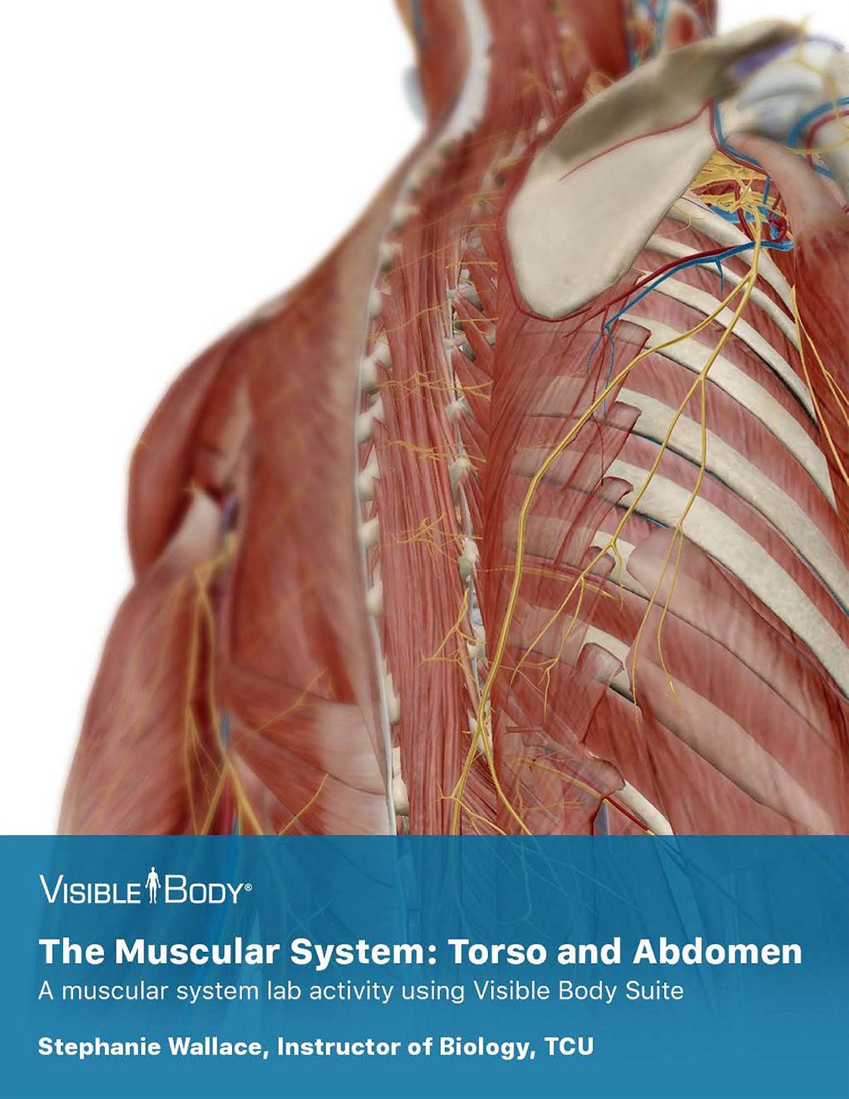 lab manual muscles abdomen thorax pdf - PRE-LAB EXERCISES Before