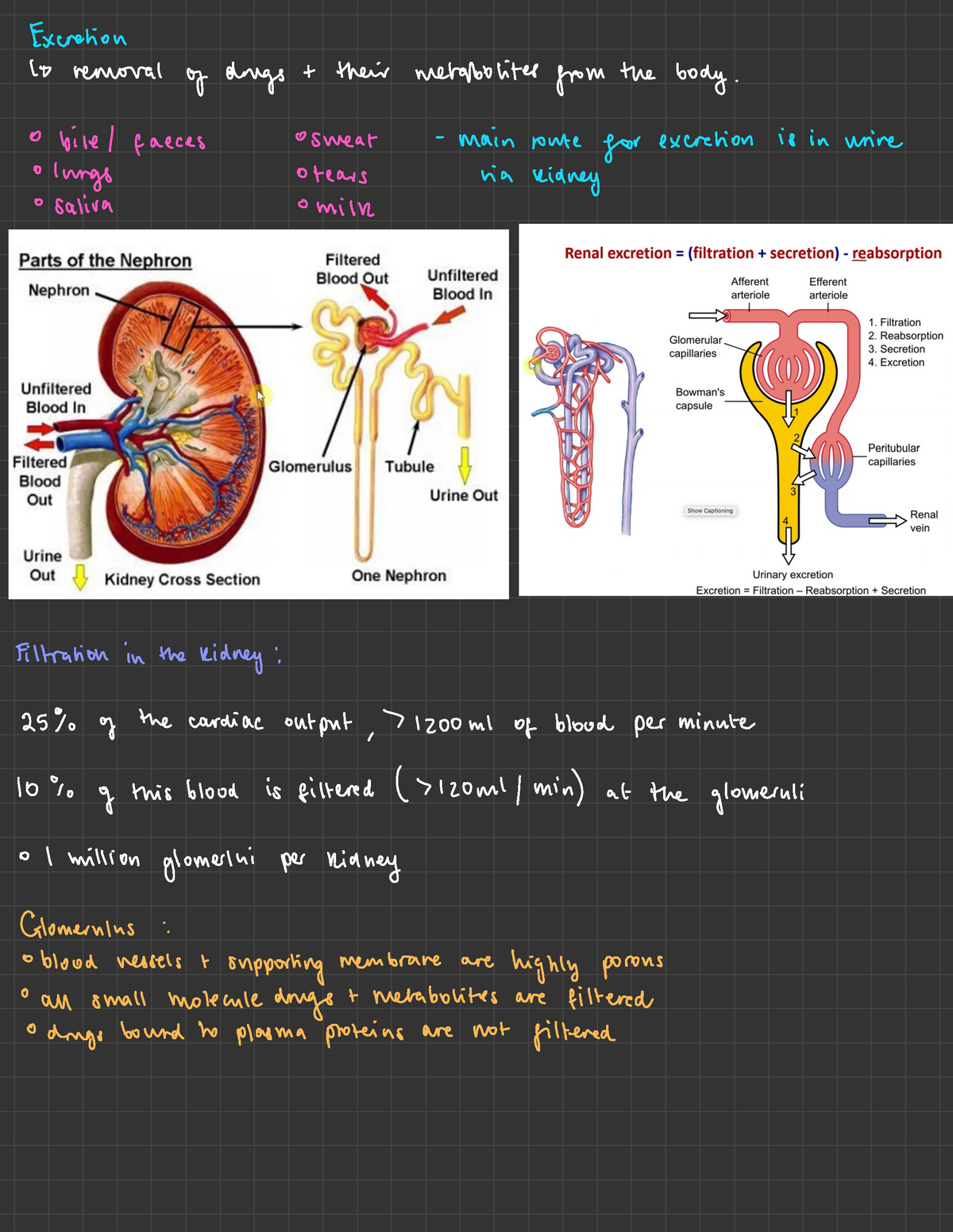 Drug Excretion 2 - How Drugs Are Excreted In The Body - Excretion To 