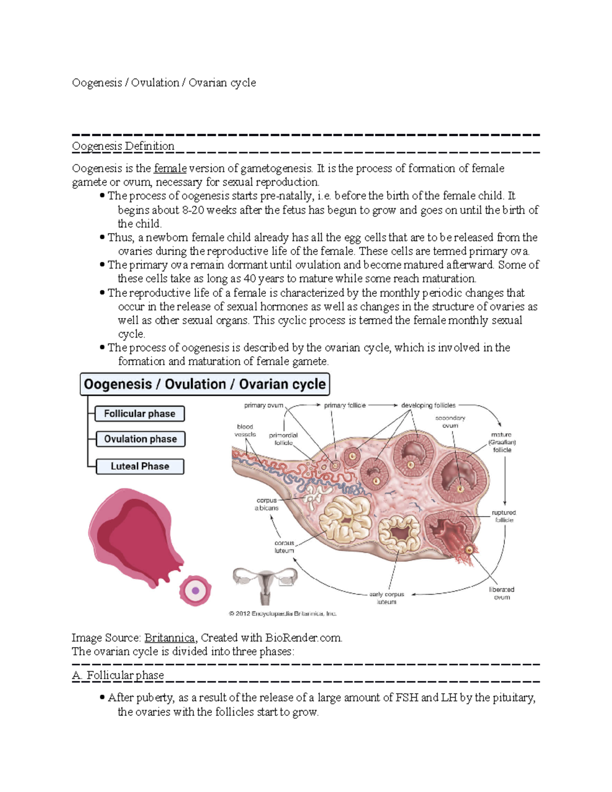 Oogenesis Ovulation Ovarian cycle - Oogenesis / Ovulation / Ovarian ...