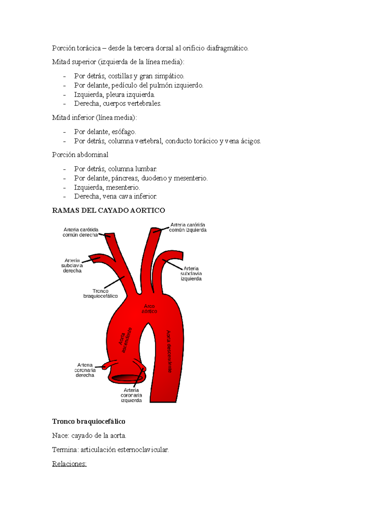 Arterias Muy Puntualizado Sin Conectores Porci N Tor Cica Desde