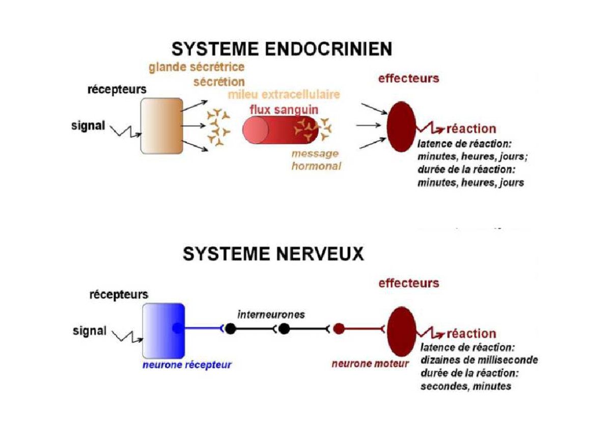 5.Physiologie Nerveuse - Système Nerveux Système Endocrinien Nature Du ...