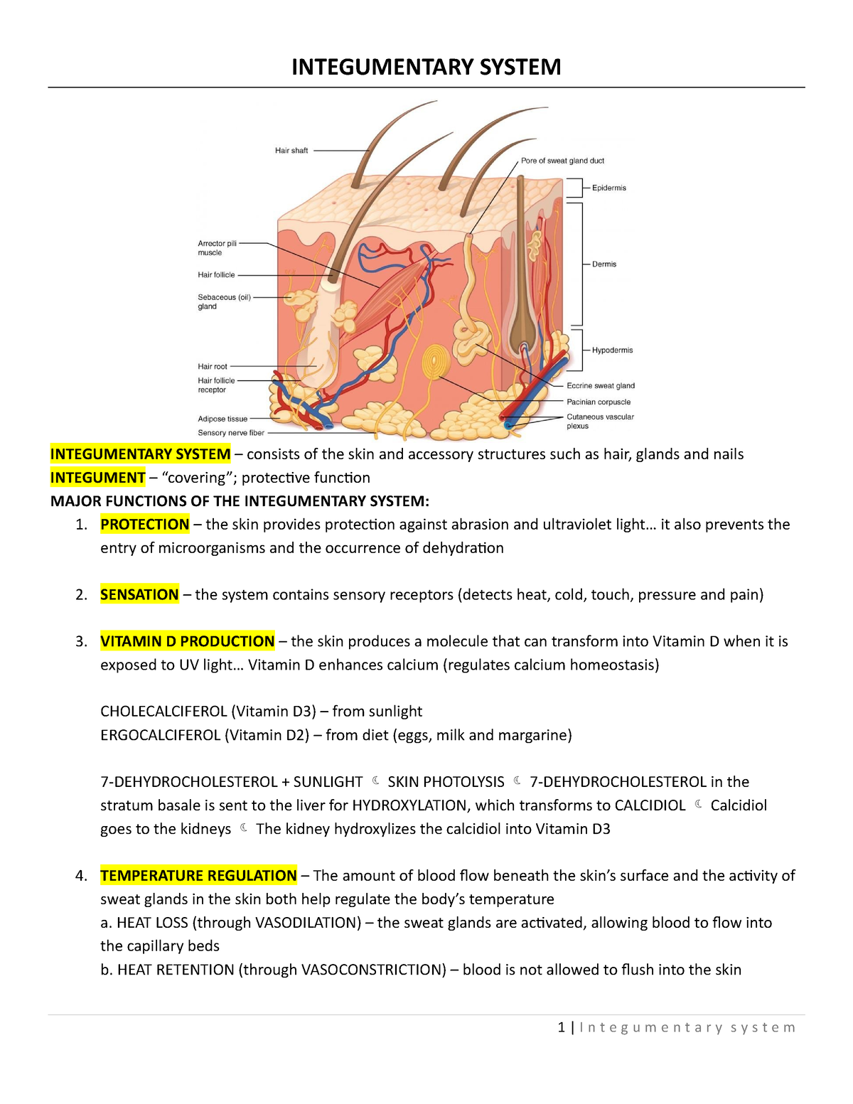 Integumentary system - notes - 1 | I n t e g u m e n t a r y s y s t e ...