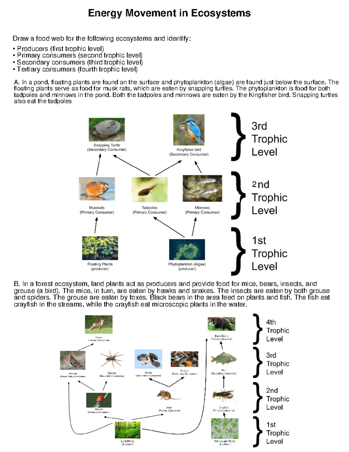 Science Food Web Assignment - Energy Movement In Ecosystems Draw A Food 