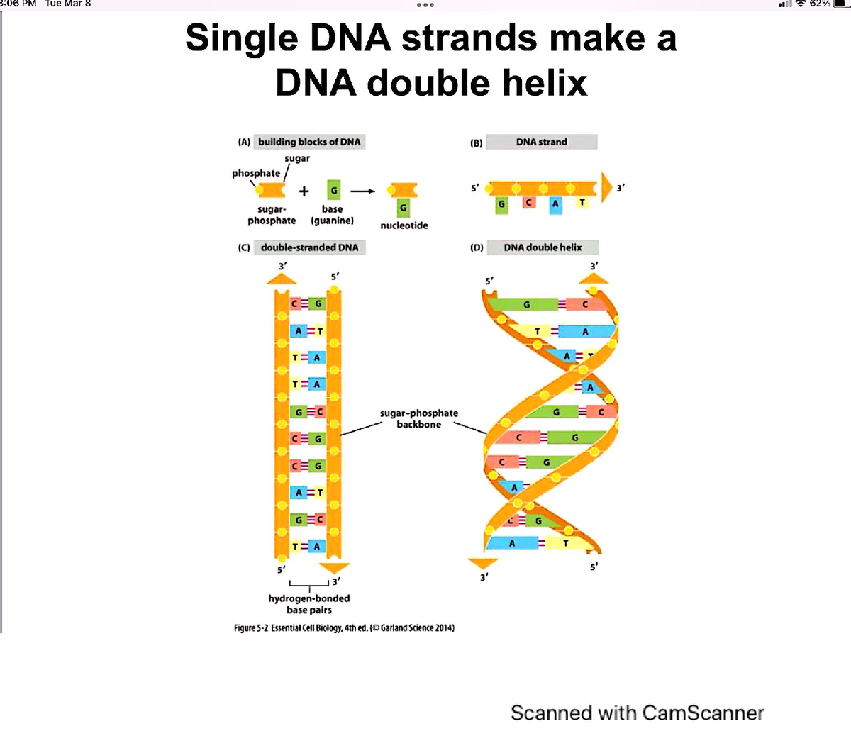 Ch.5 DNA - Spring Lecture Notes On Chapter Five. - BIL 255 - Studocu