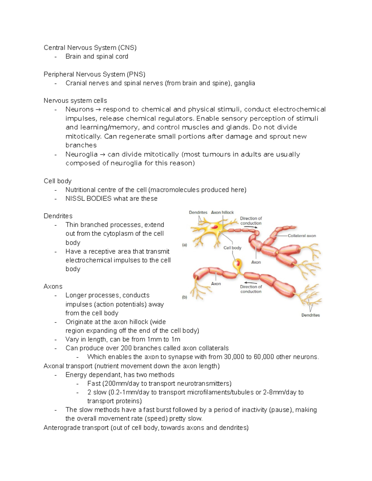 BIOM 3200 Textbook Notes neuro - Central Nervous System (CNS) - Brain ...