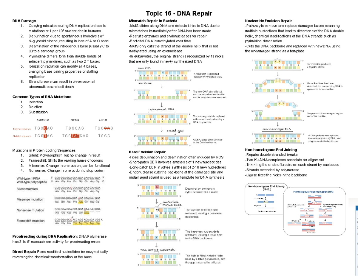 Biochem Cheat Sheet 16 - Topic 16 - DNA Repair DNA Damage 1. Copying ...