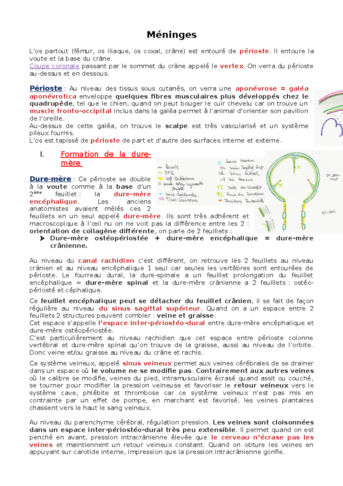 Dure mère Anatomie Chimie Studocu
