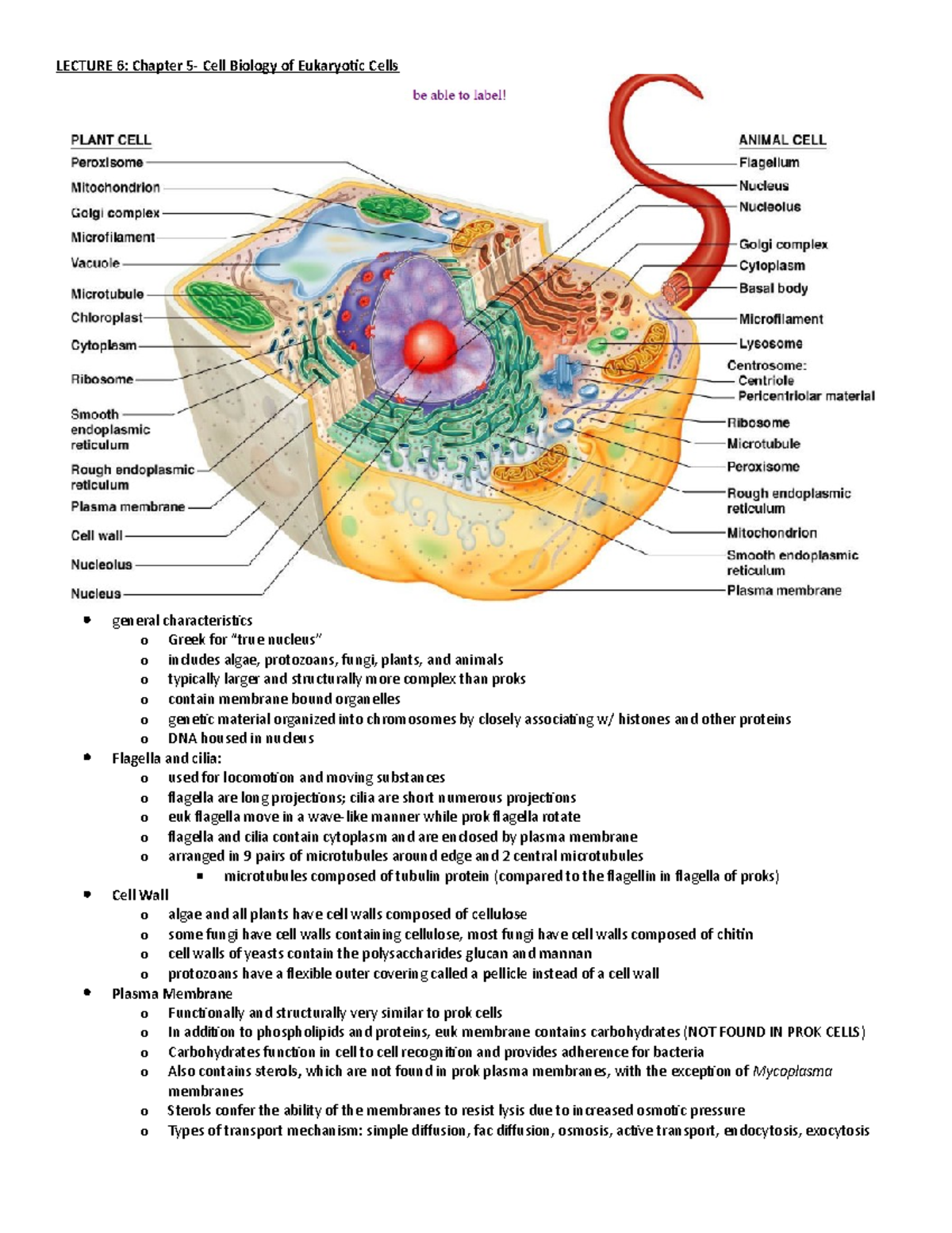BIOL 112- Unit 2 (Lec 6-9) - LECTURE 6: Chapter 5- Cell Biology of  Eukaryotic Cells  general - StuDocu