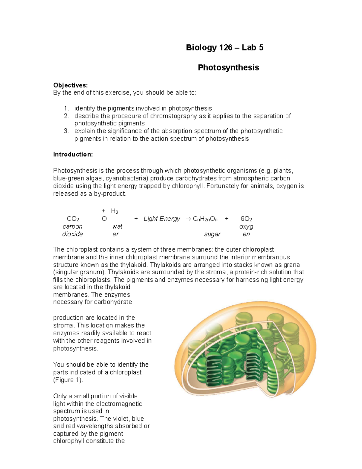 Lab manual 5 lab assign 5 strains of bacteria Biology 126 Lab 5 Photosynthesis Objectives