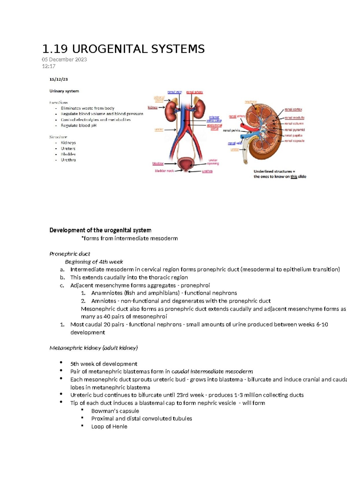 ANAT0001 Lecture 19 - 1 UROGENITAL SYSTEMS 05 December 2023 12 ...