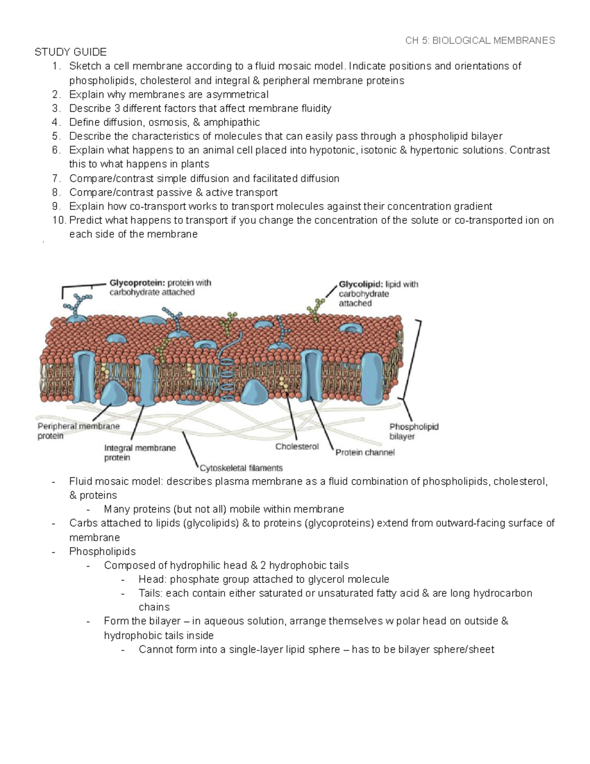 Ch 5 Biological Membranes - STUDY GUIDE Sketch a cell membrane ...