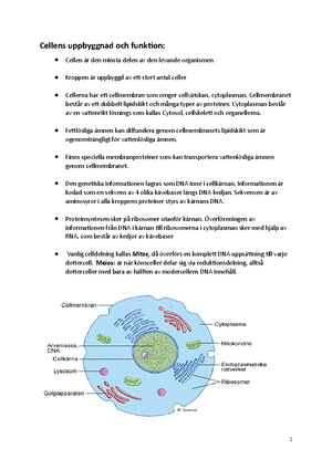 Cellens Uppbyggnad Och Funktion - Cellmembranet Av Ett Dubbelt ...