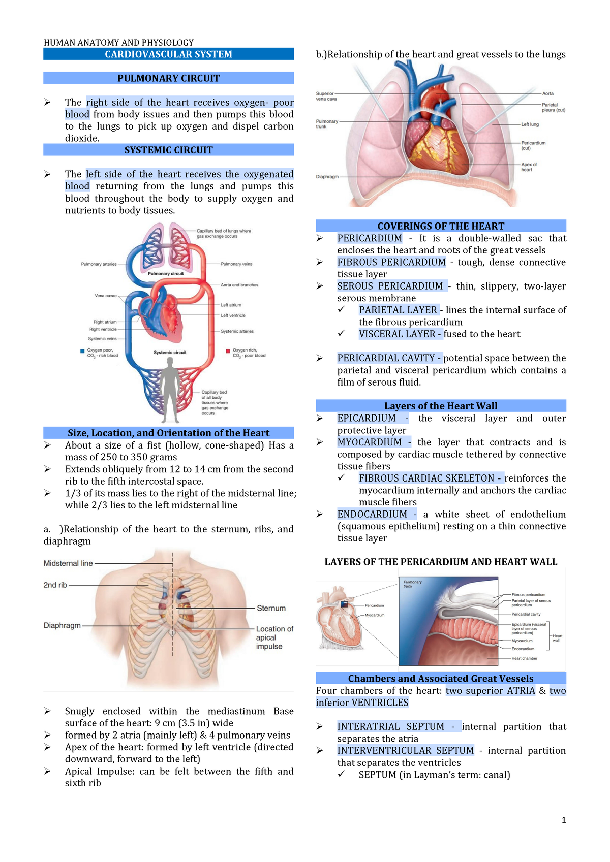 Cardiovascular and Respiratory System - CARDIOVASCULAR SYSTEM PULMONARY ...