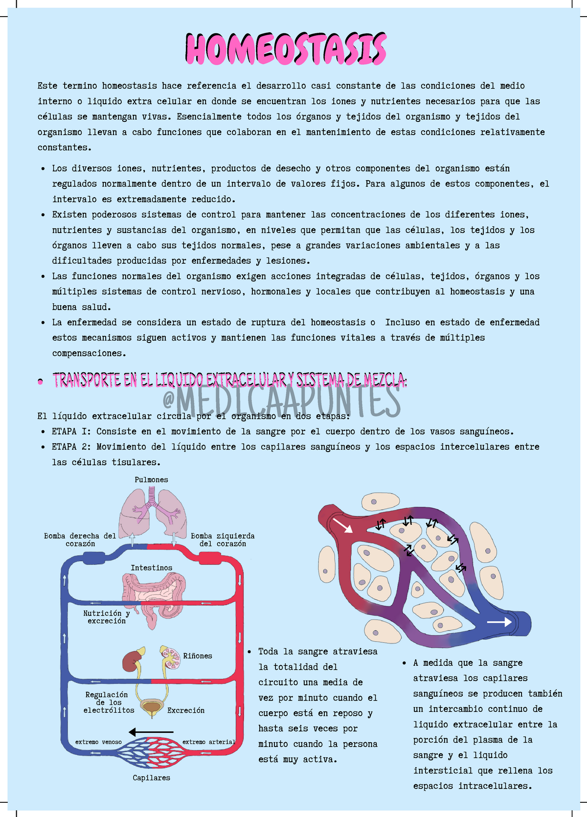 Fisiolog A Apuntes Origen De Los Nutrientes En El L Quido