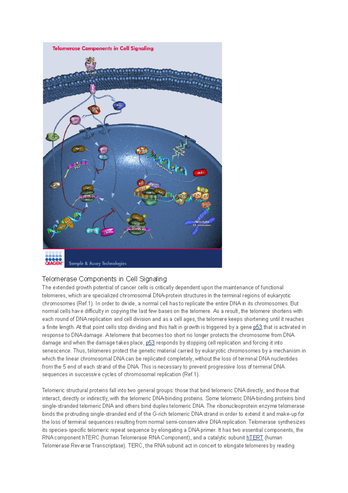 Telomerase Components in Cell Signaling - In order to divide, a normal ...