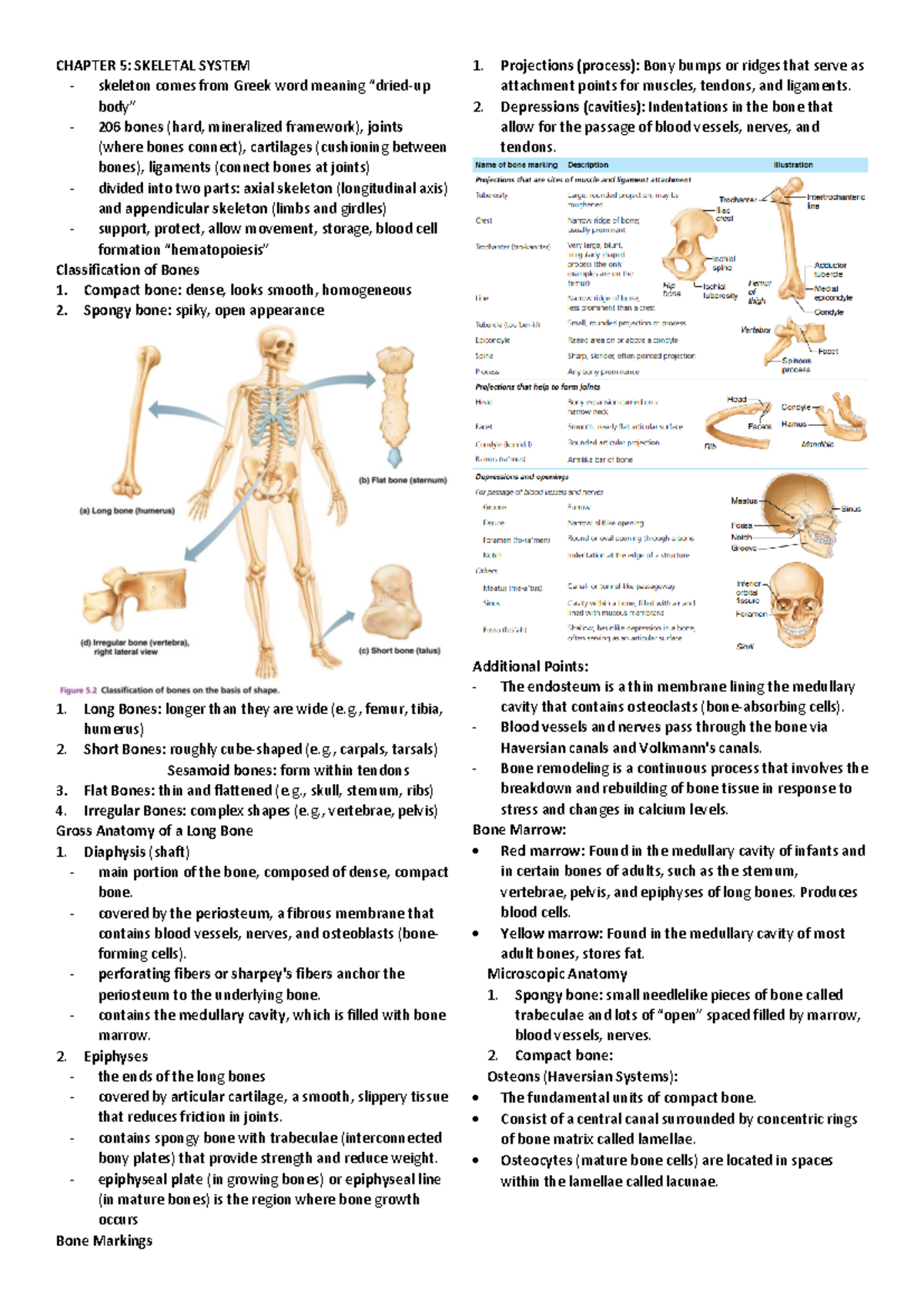 Chapter5 GOODS CHAPTER 5 SKELETAL SYSTEM skeleton comes from