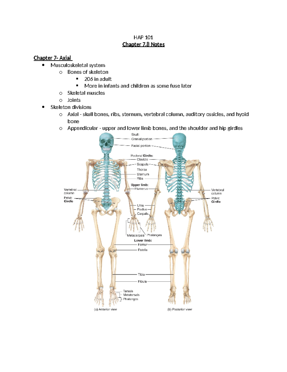 Chapter 7,8 Notes - HAP 101 Chapter 7,8 Notes Chapter 7- Axial ...