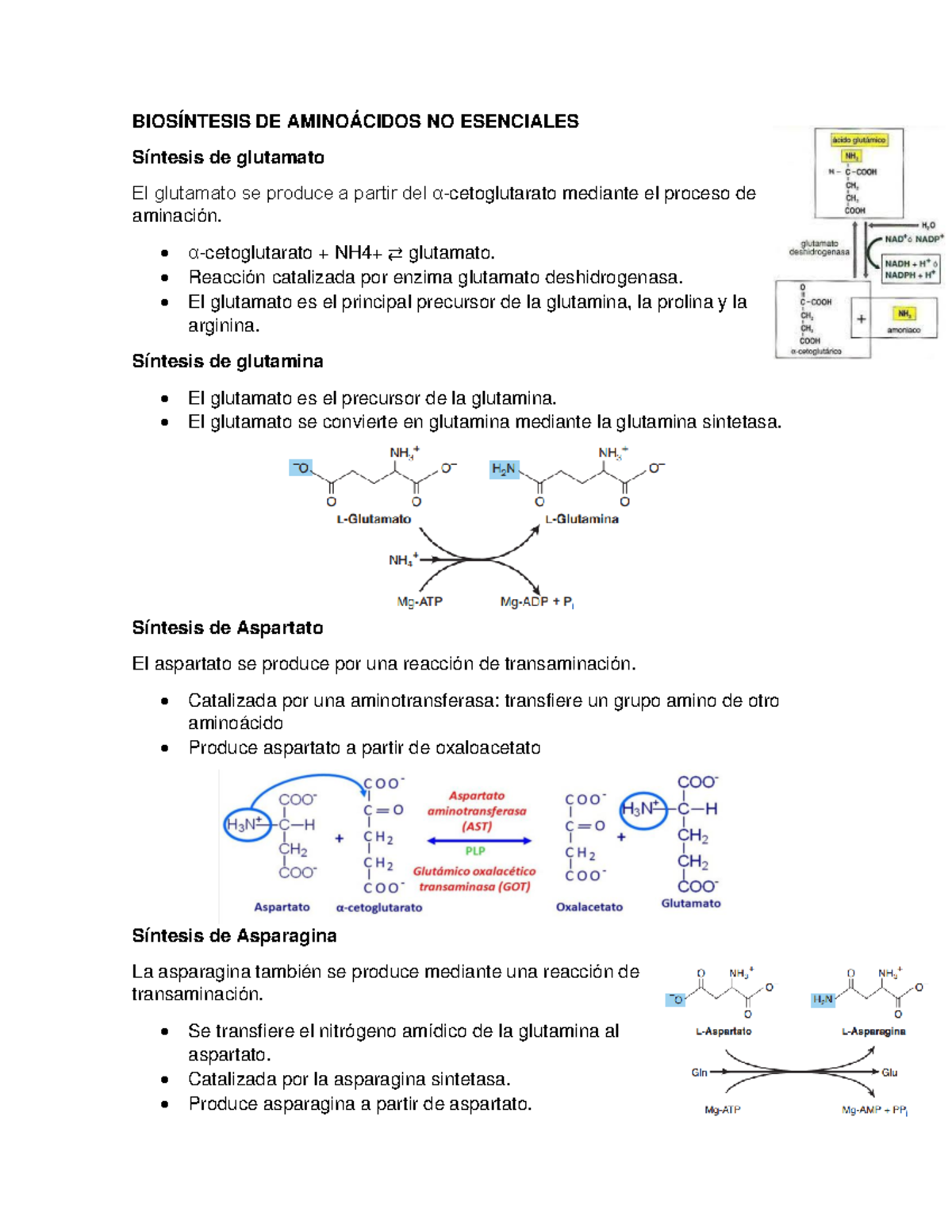 Biosíntesis de Aminoácidos NO Esenciales BIOSÍNTESIS DE AMINOÁCIDOS NO ESENCIALES Síntesis de Biosíntesis de Aminoácidos NO Esenciales BIOSÍNTESIS DE AMINOÁCIDOS NO ESENCIALES Síntesis de