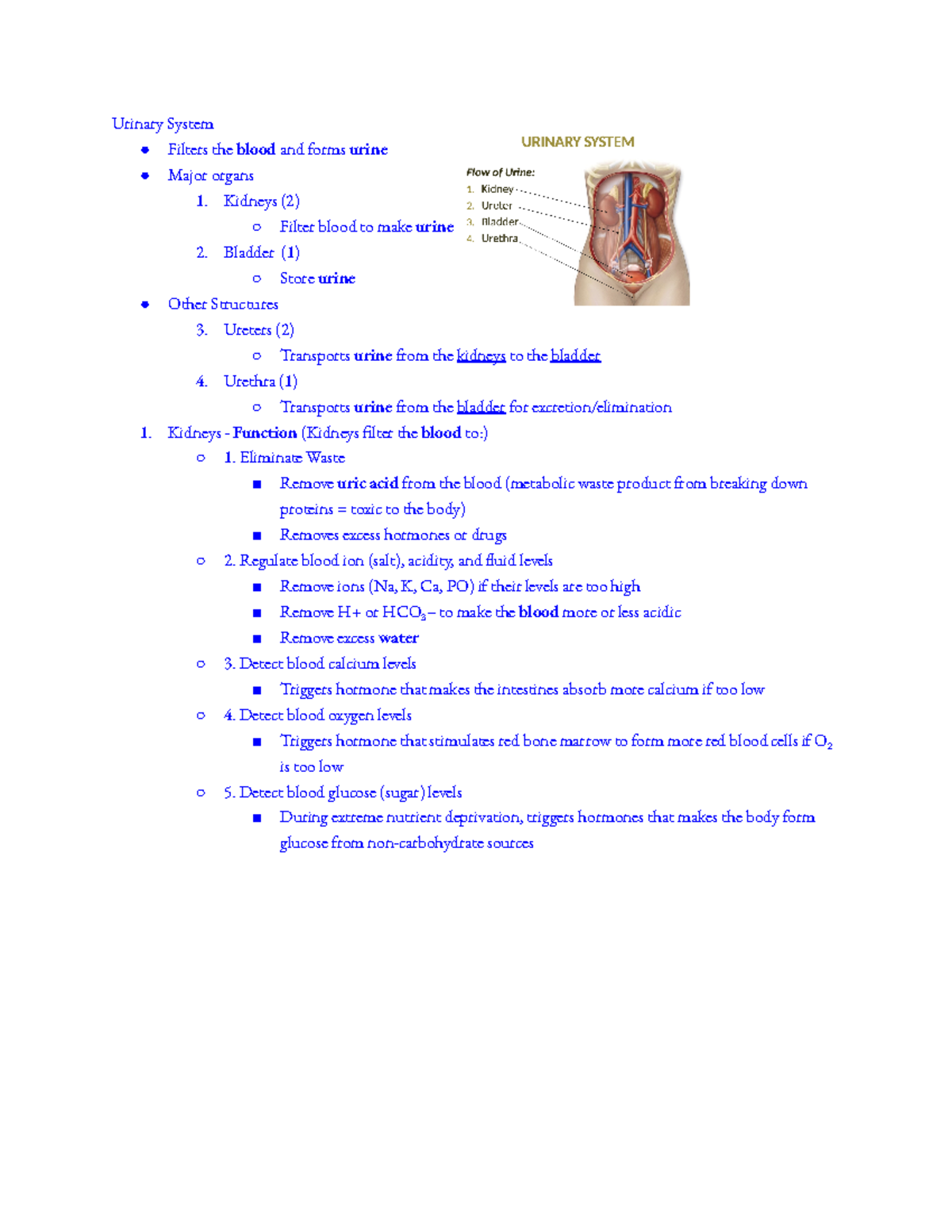 Urinary System (CH 24) Urinary System Filters the blood and forms