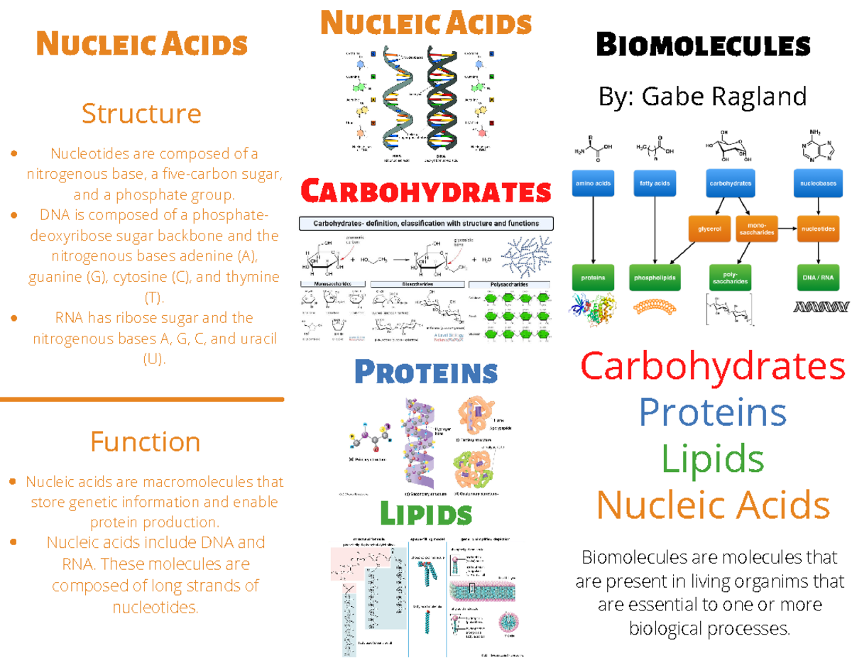 Biomolecules picture about macromolecules Biomolecules By Gabe