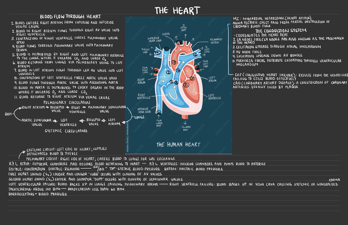 Anatomy 1 & 2 Notes - Quick and Easy to understand diagram of the heart ...
